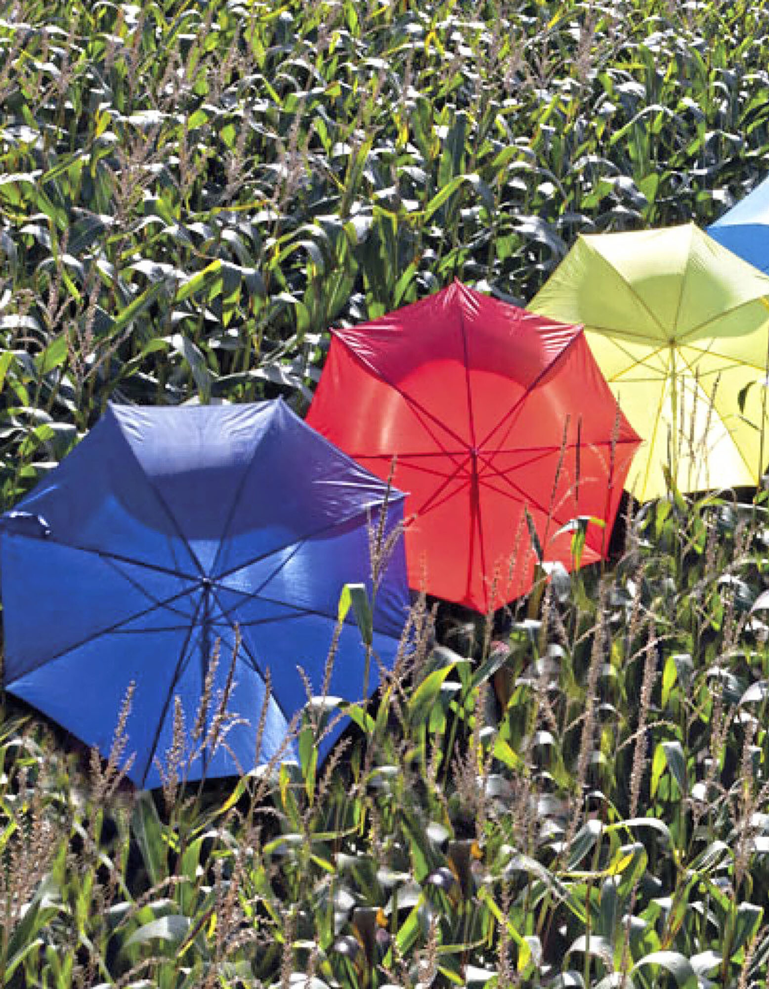 Stick umbrella automatic wooden handle